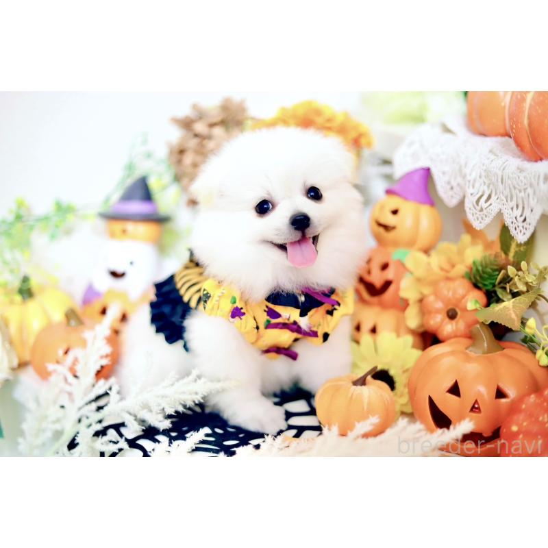 販売中の北海道のミックス犬-406065の4枚目