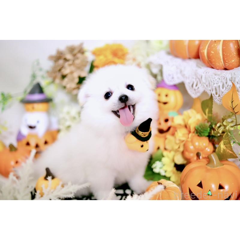 販売中の北海道のミックス犬-406065の3枚目