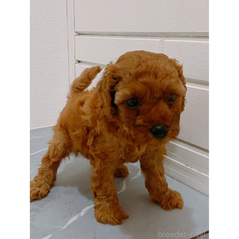 販売中の宮崎県のティーカッププードル-414979