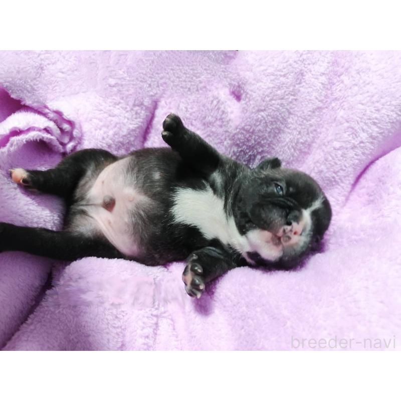 販売中の宮崎県のフレンチブルドッグ-415473の2枚目