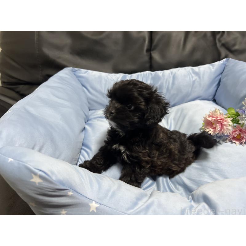販売中の栃木県のミックス犬-415474の3枚目