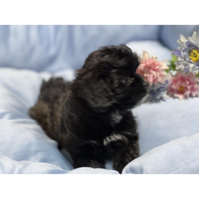 販売中の栃木県のミックス犬-415474の2枚目