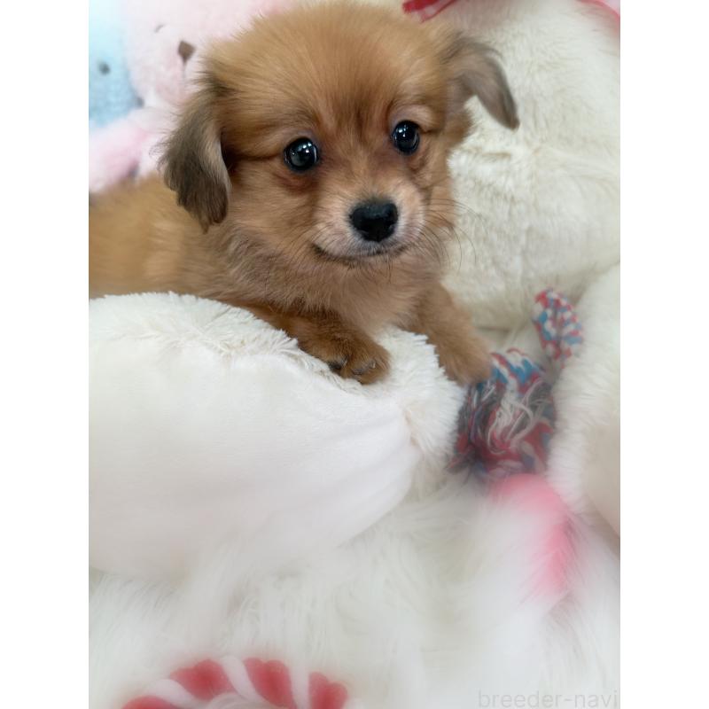 販売中の香川県のミックス犬-411944の4枚目