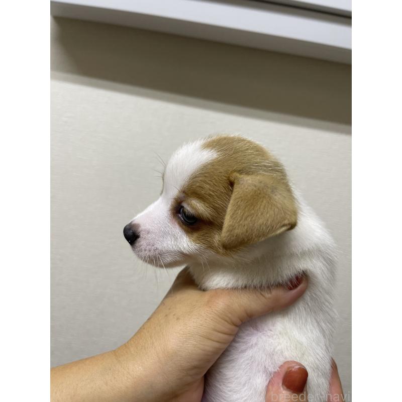 販売中の千葉県のジャックラッセルテリア-415118の3枚目