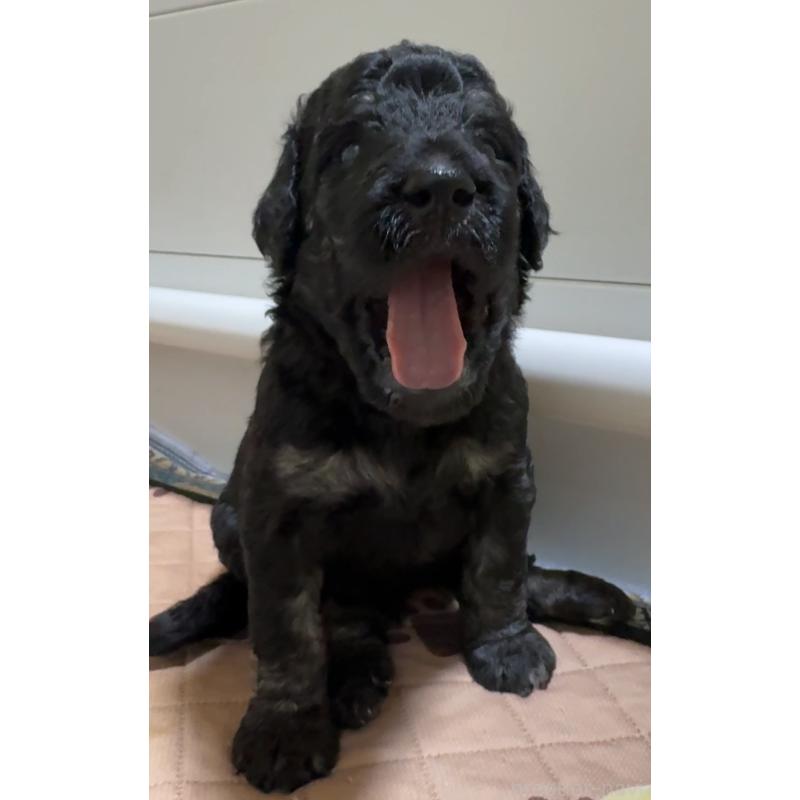 成約済の京都府のラブラドゥードル:ラブラドールレトリーバー×プードル-414708の3枚目