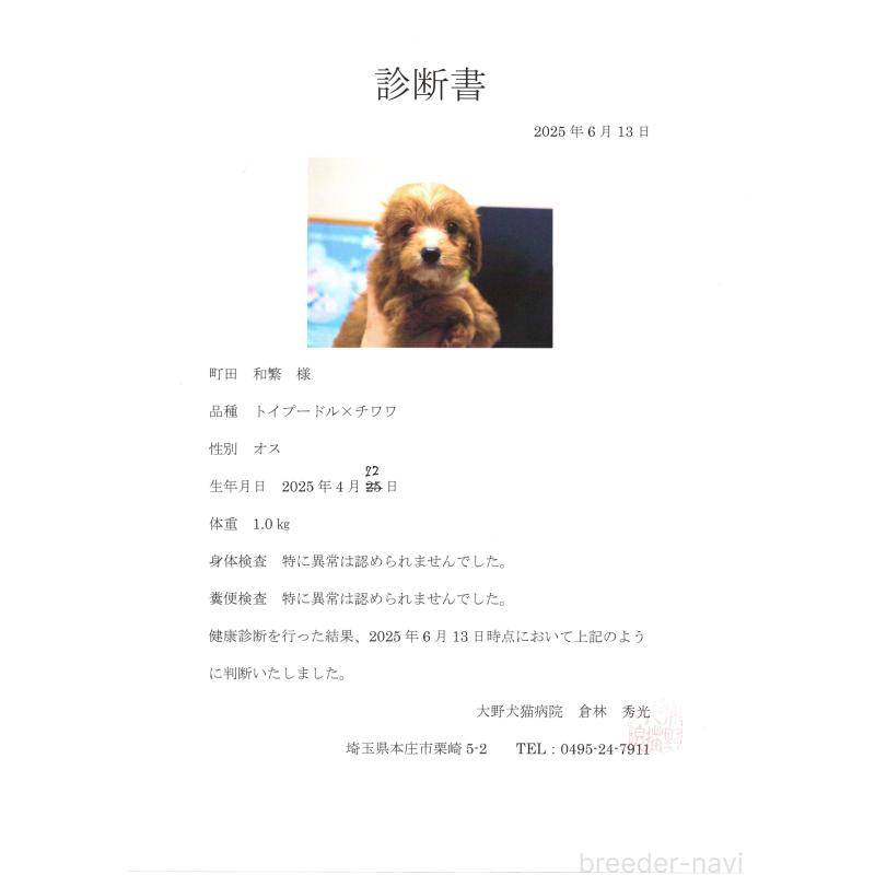 販売中の埼玉県のミックス犬-386146の2枚目