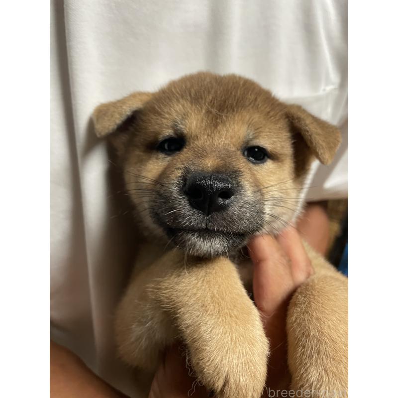販売中の茨城県の柴犬-409207の8枚目