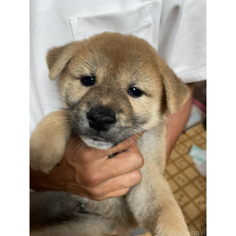 販売中の茨城県の柴犬-409218の10枚目