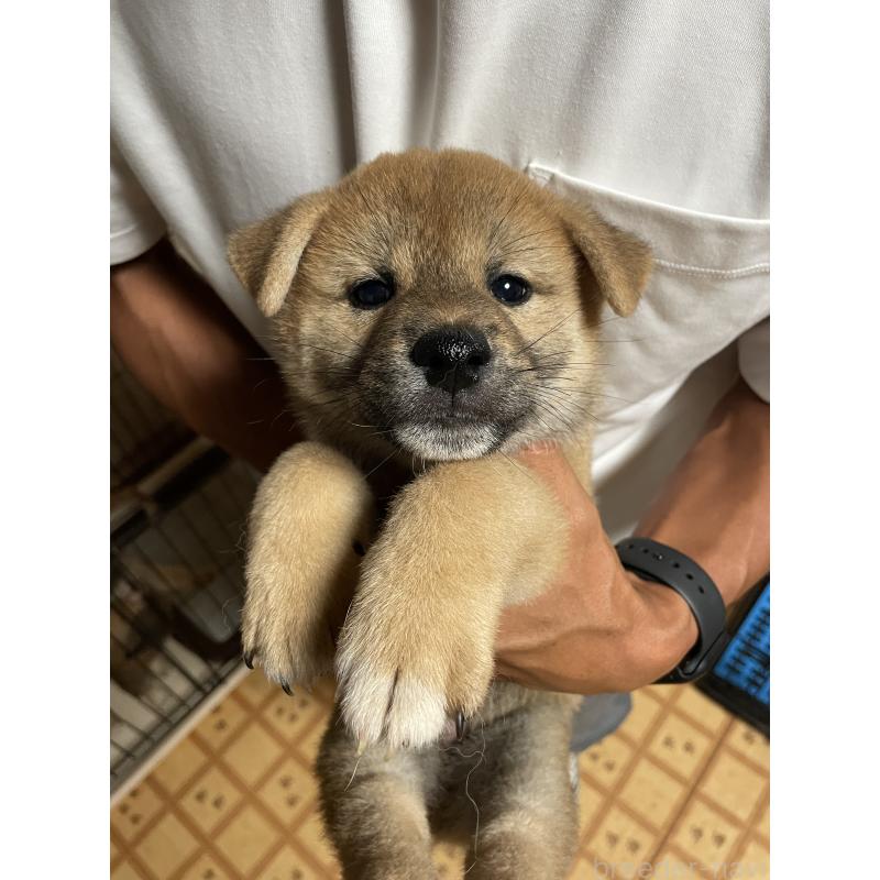 販売中の茨城県の柴犬-409218の9枚目
