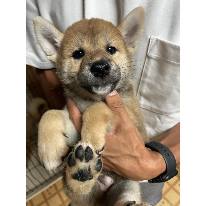 販売中の茨城県の柴犬-409215の10枚目