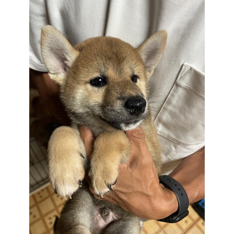 販売中の茨城県の柴犬-409215の9枚目