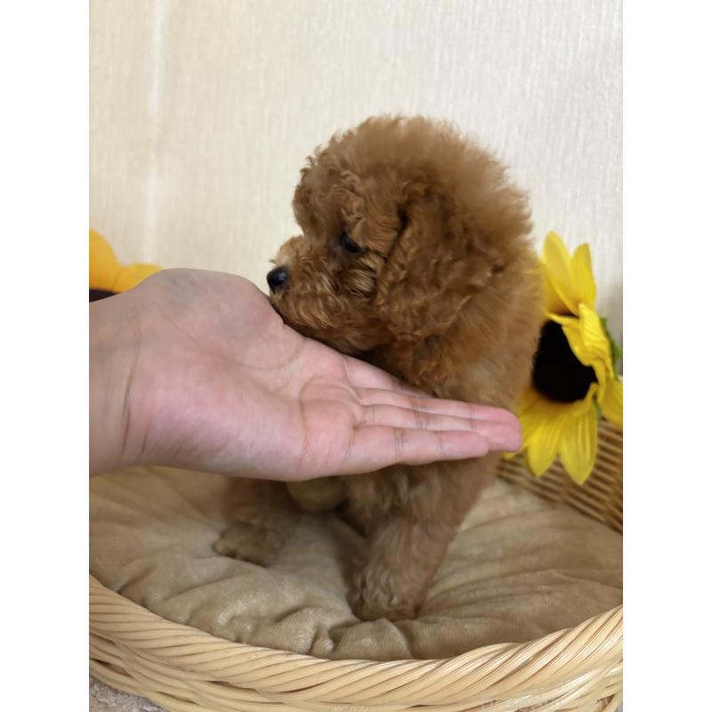 販売中の岐阜県のトイプードル-415121の2枚目