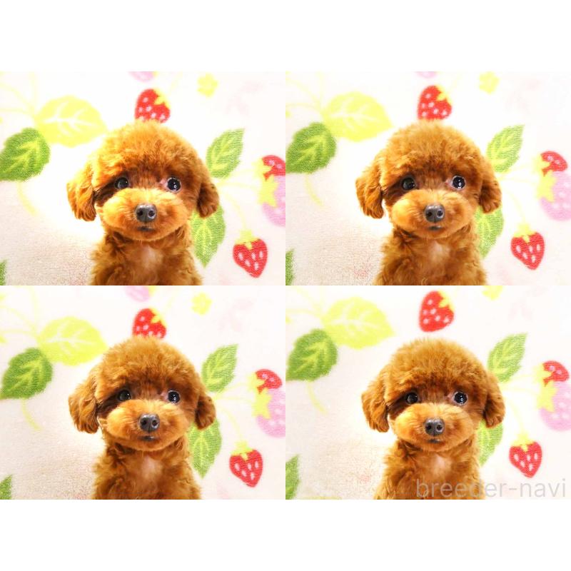 販売中の千葉県のティーカッププードル-381636の6枚目