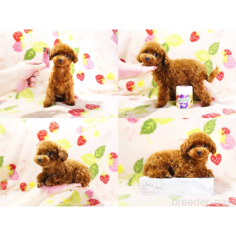 販売中の千葉県のティーカッププードル-381636の5枚目