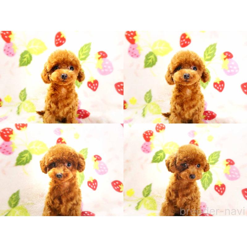 販売中の千葉県のティーカッププードル-381636の4枚目