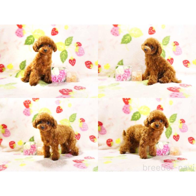 販売中の千葉県のティーカッププードル-381636の3枚目