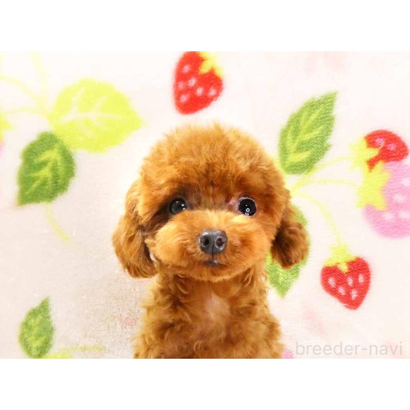 販売中の千葉県のティーカッププードル-381636の2枚目