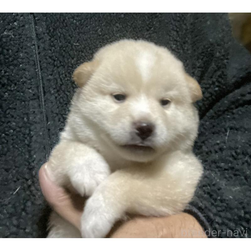 販売中の埼玉県の柴犬-415127の5枚目