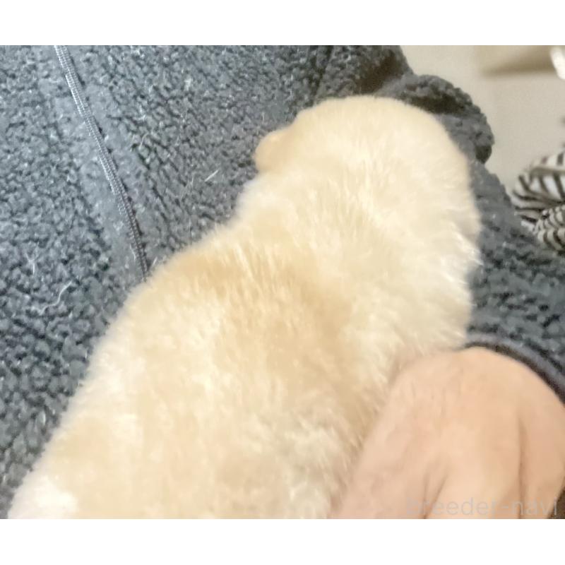 販売中の埼玉県の柴犬-415127の4枚目