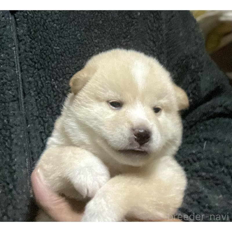 販売中の埼玉県の柴犬-415127の2枚目