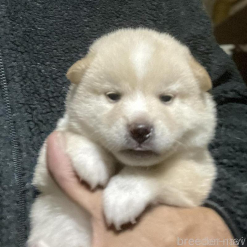 販売中の埼玉県の柴犬-415127の1枚目