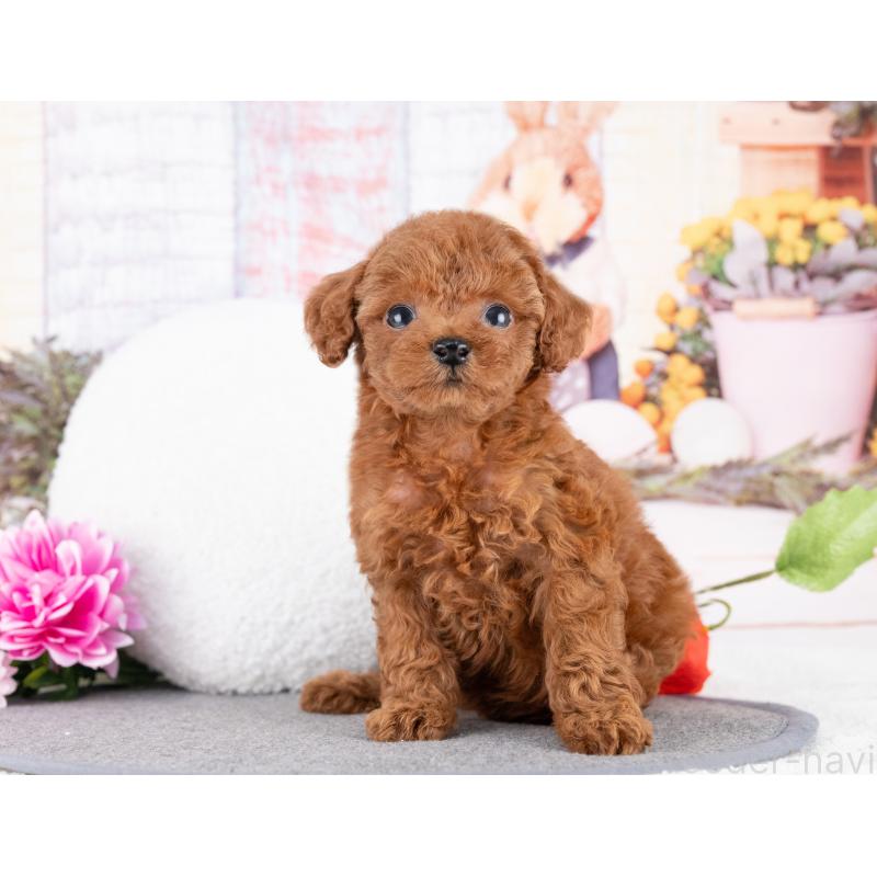 販売中の岐阜県のトイプードル-417910の3枚目