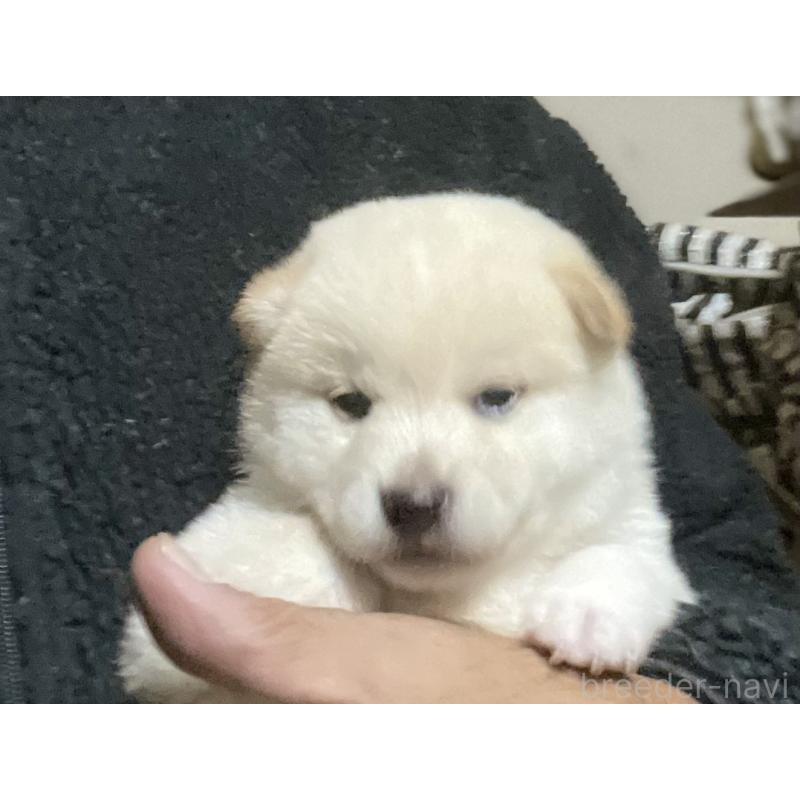 販売中の埼玉県の柴犬-415129の7枚目