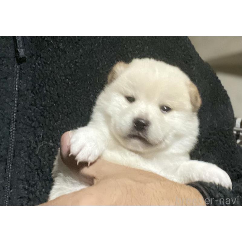 販売中の埼玉県の柴犬-415129の6枚目