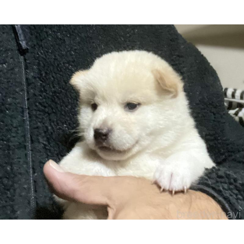 販売中の埼玉県の柴犬-415129の5枚目