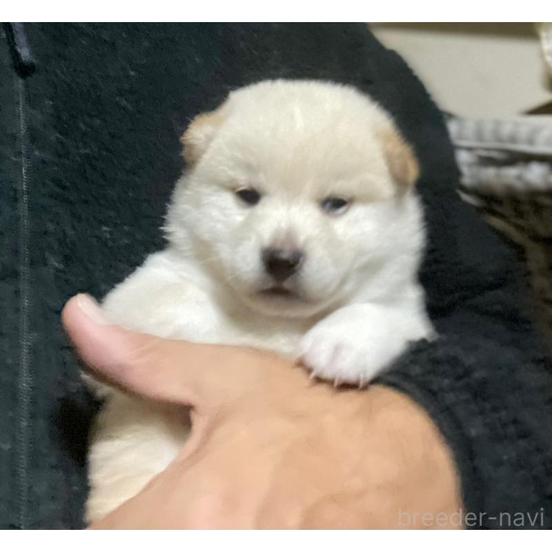 販売中の埼玉県の柴犬-415129の4枚目