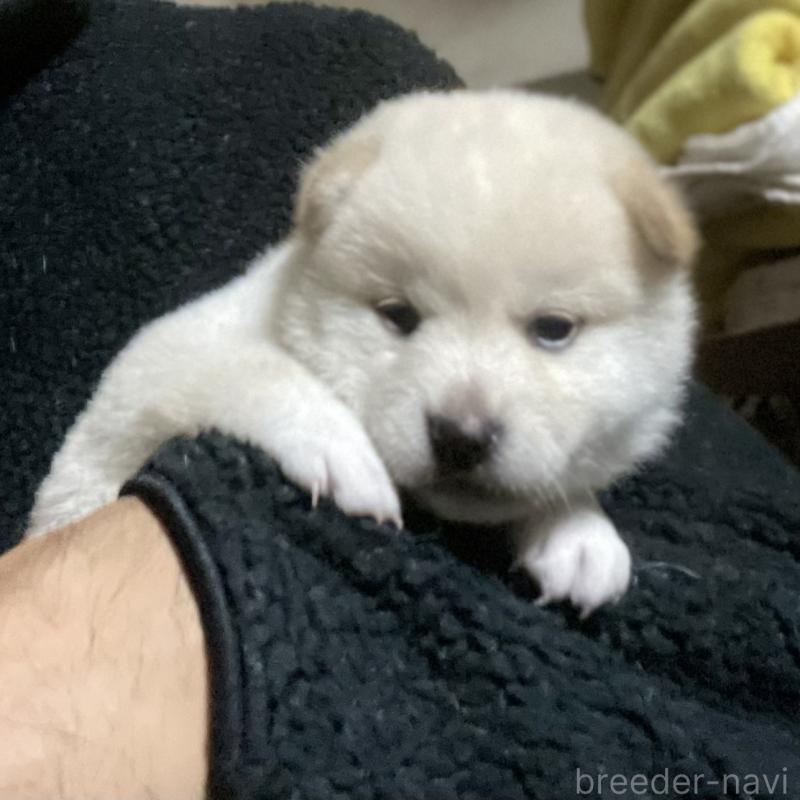 販売中の埼玉県の柴犬-415129の2枚目