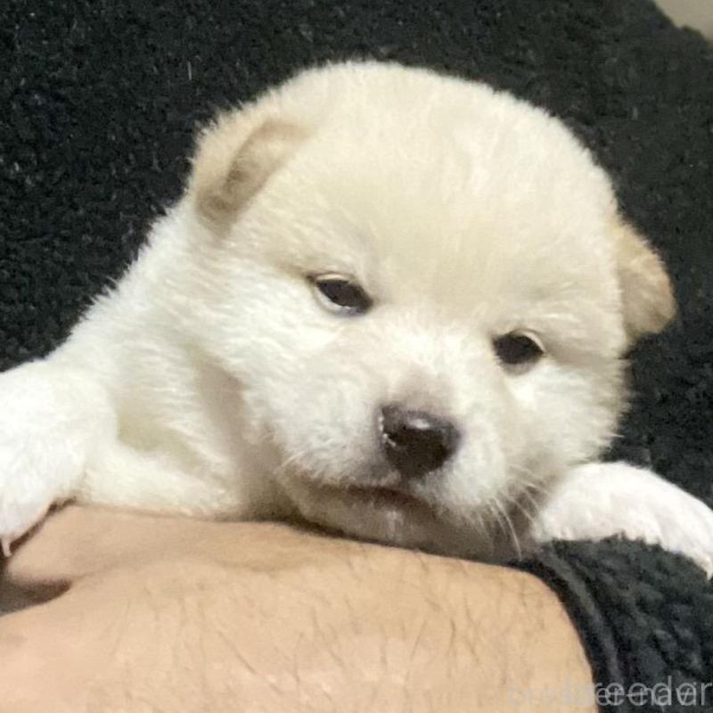 販売中の埼玉県の柴犬-415129の1枚目