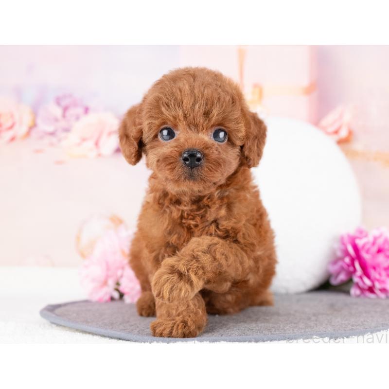 成約済の岐阜県のトイプードル-415634の7枚目