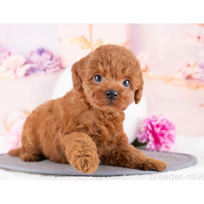 成約済の岐阜県のトイプードル-415634の6枚目