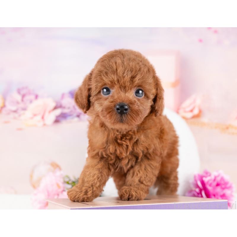 成約済の岐阜県のトイプードル-415634の5枚目