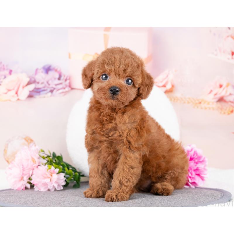 成約済の岐阜県のトイプードル-415634の4枚目