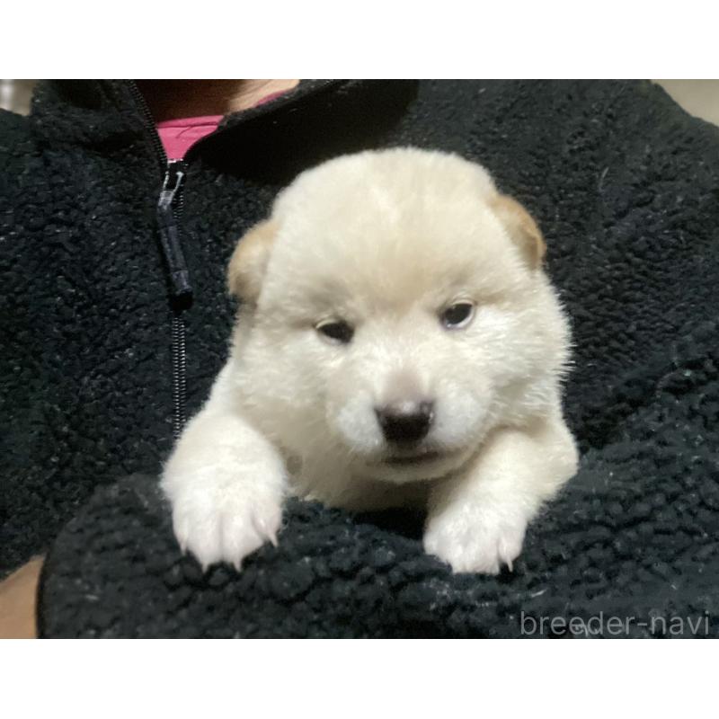販売中の埼玉県の柴犬-415131の6枚目