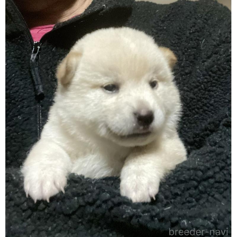 販売中の埼玉県の柴犬-415131の5枚目