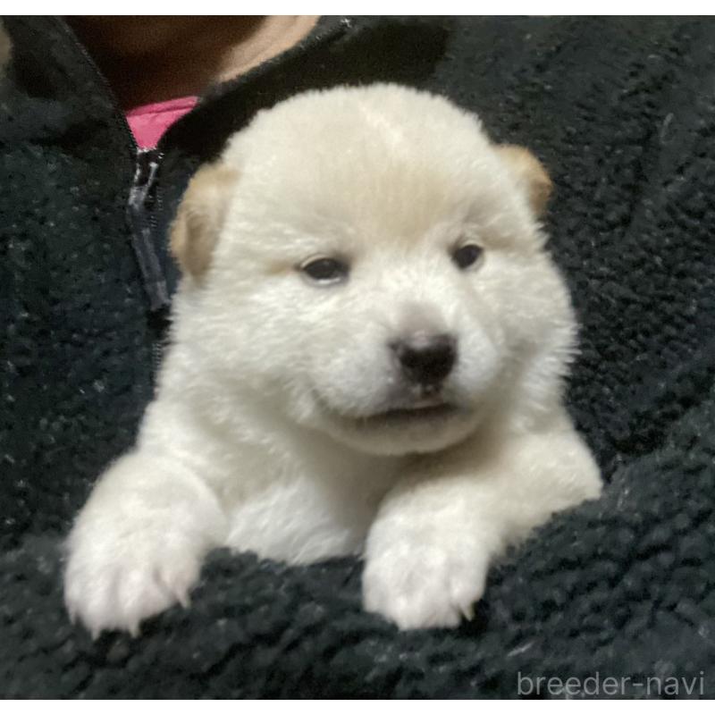 販売中の埼玉県の柴犬-415131の4枚目