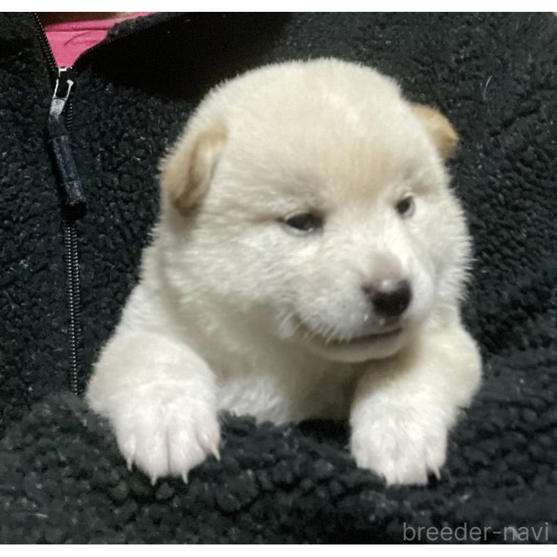 販売中の埼玉県の柴犬-415131の3枚目