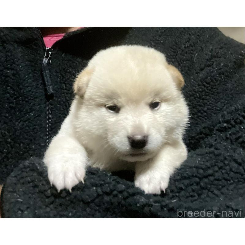 販売中の埼玉県の柴犬-415131の2枚目