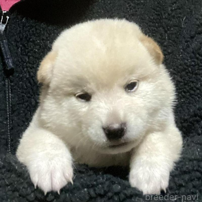 販売中の埼玉県の柴犬-415131