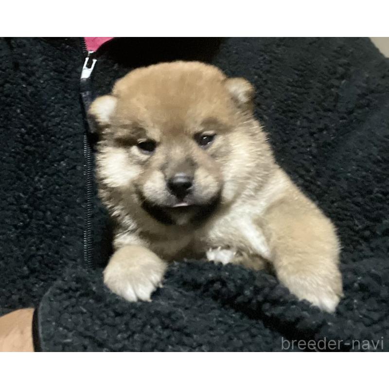 販売中の埼玉県の柴犬-415134の7枚目