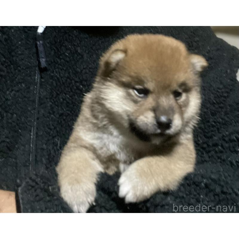 販売中の埼玉県の柴犬-415134の6枚目