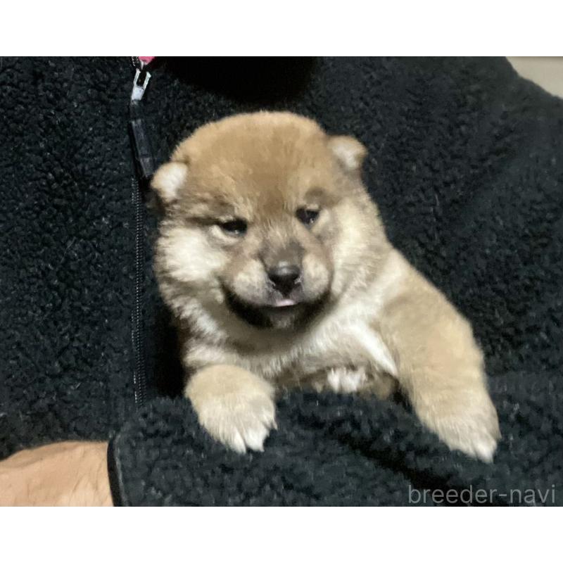 販売中の埼玉県の柴犬-415134の5枚目