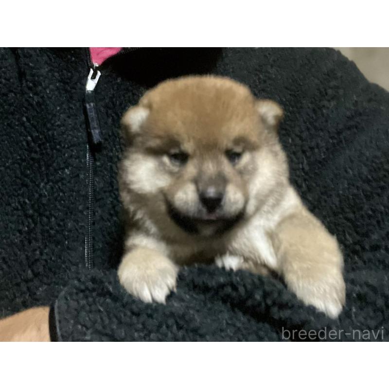 販売中の埼玉県の柴犬-415134の4枚目