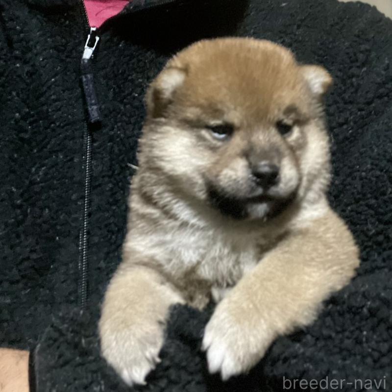 販売中の埼玉県の柴犬-415134の3枚目