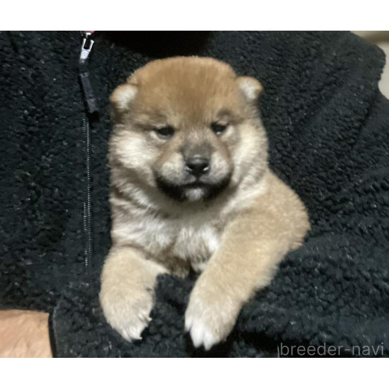 販売中の埼玉県の柴犬-415134の2枚目