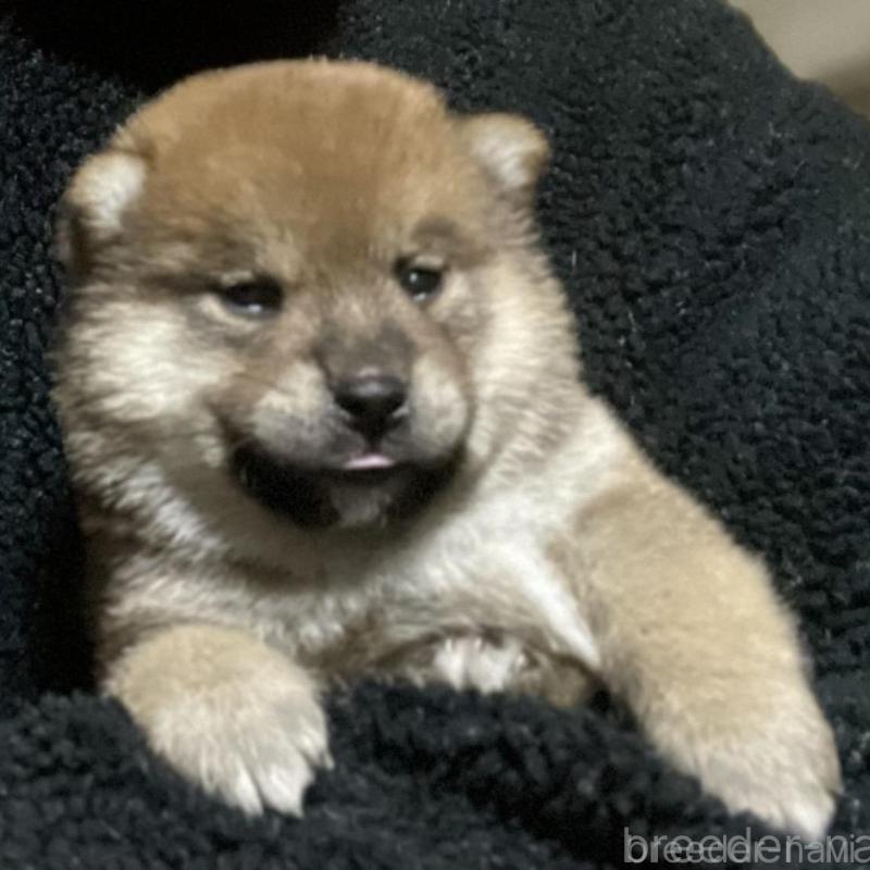 販売中の埼玉県の柴犬-415134