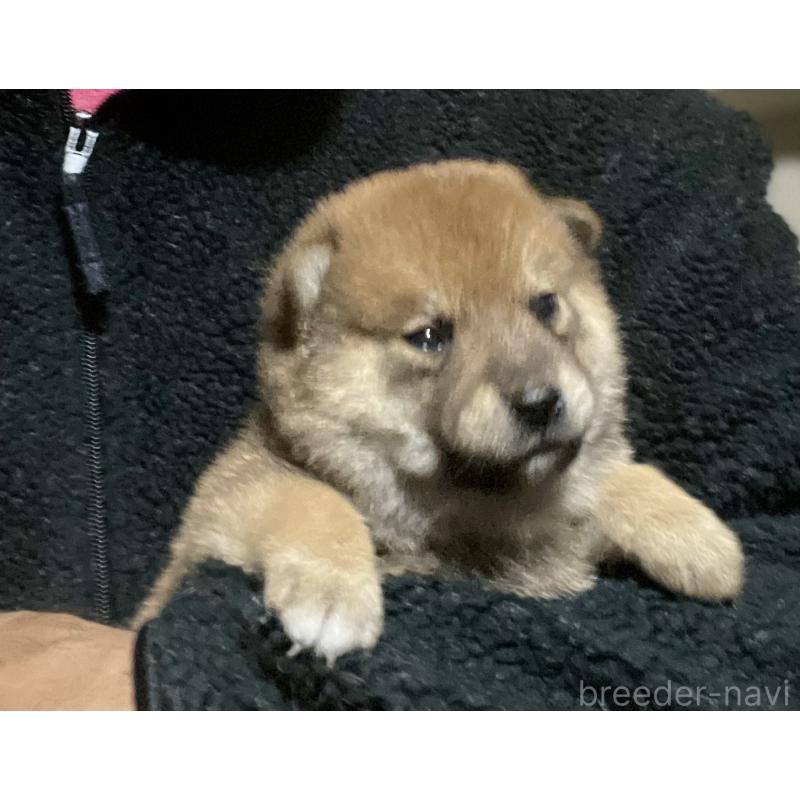 販売中の埼玉県の柴犬-415136の5枚目
